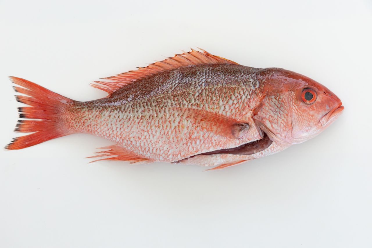 American red snapper, the species targeted in Florida's Atlantic and Gulf red snapper seasons