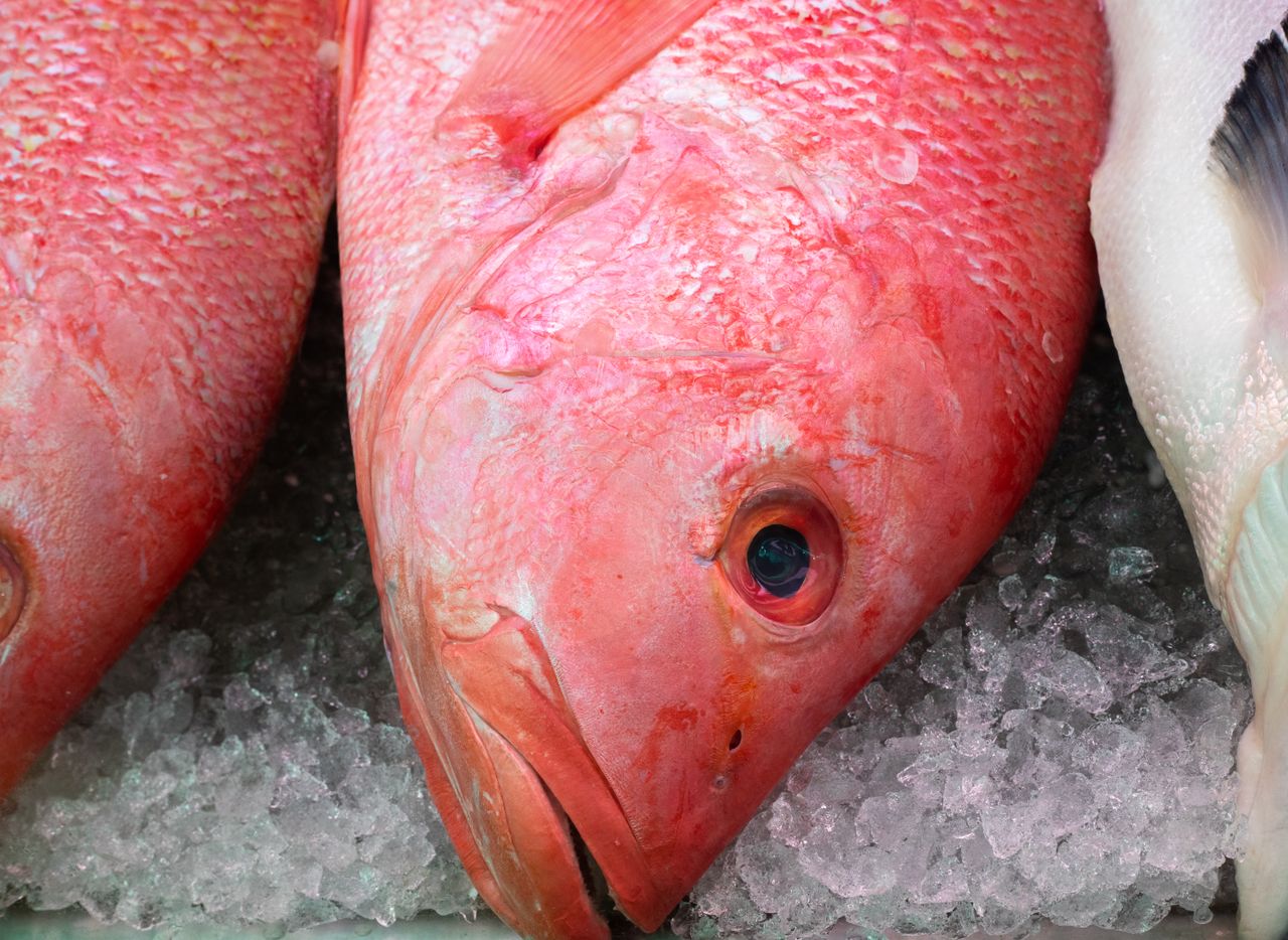 Freshly caught red snapper, vivid red — Florida red snapper season