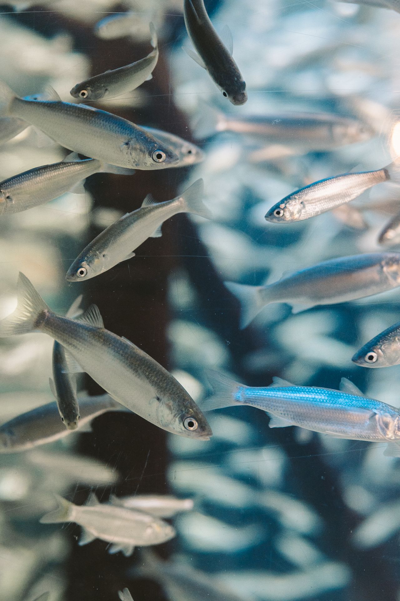 A tight school of silver scaled sardines, the greenbacks Florida anglers net for live bait