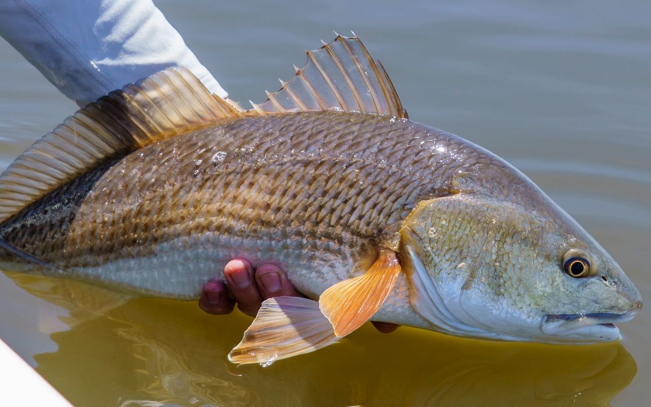 A Florida red drum being released boatside after being caught on a lure